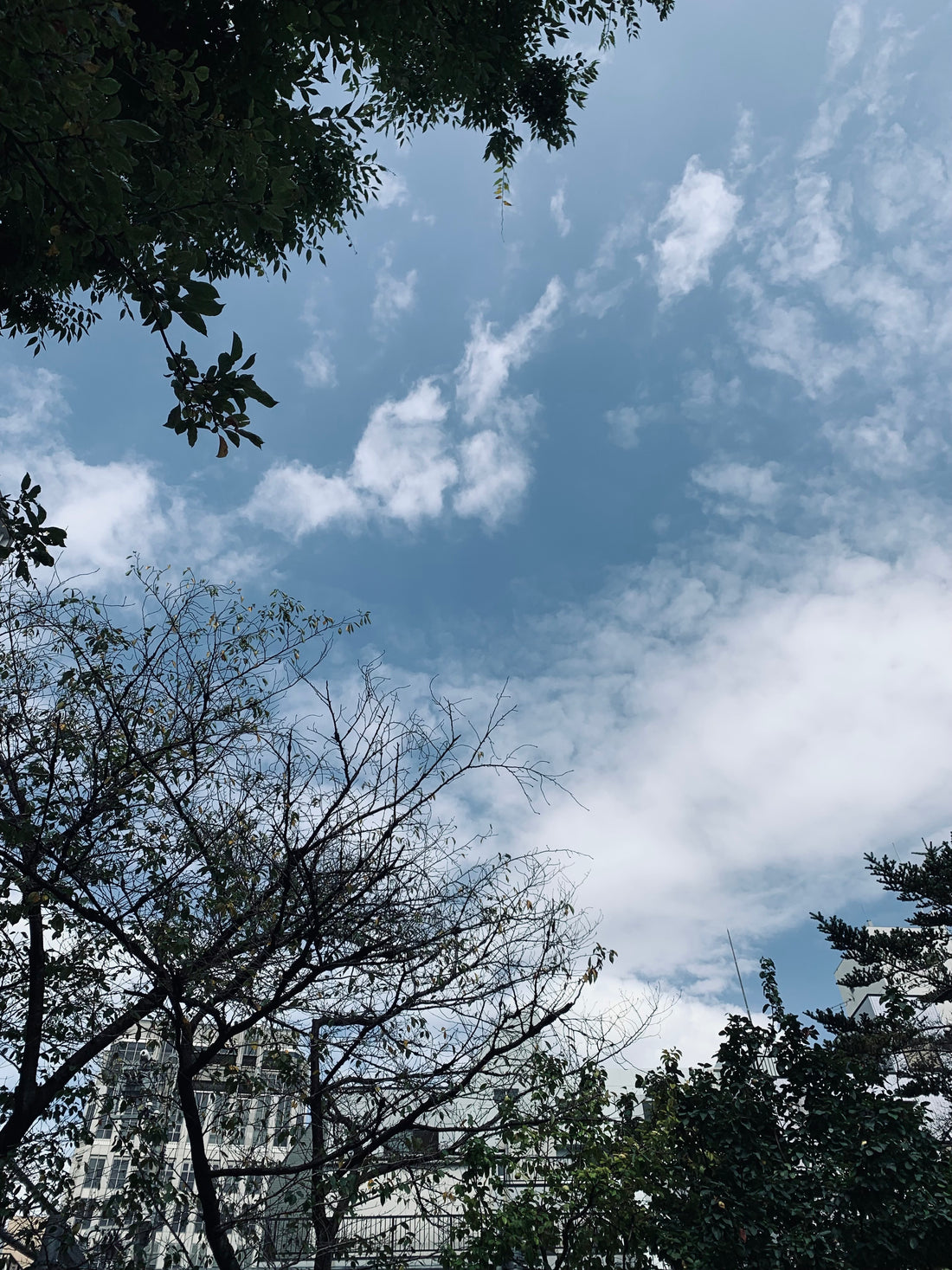 スタッフコーデ - ボッチアチタニウム Ladies Collection 3266-03