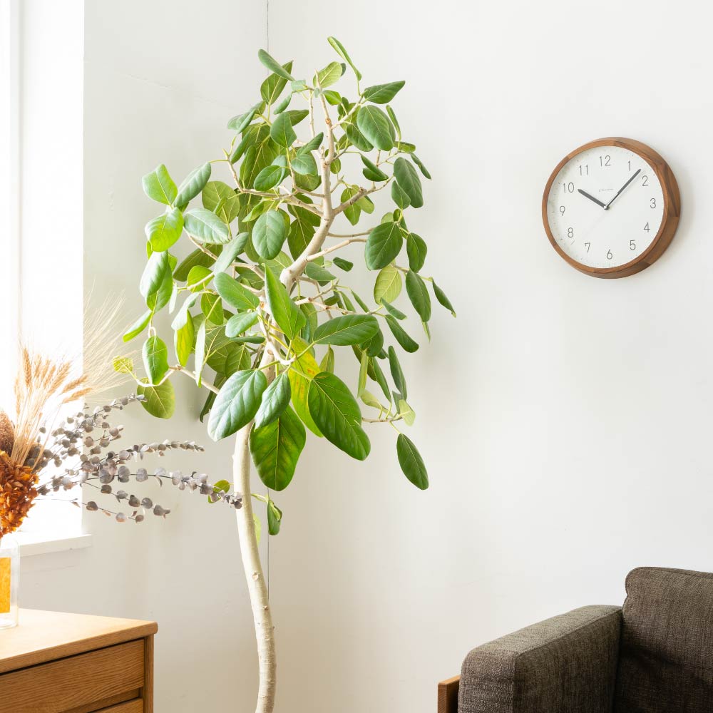 CHAMBRE BRUNCH CLOCK WALNUT MILK CH-056WN 電波時計 シャンブル 壁掛け時計