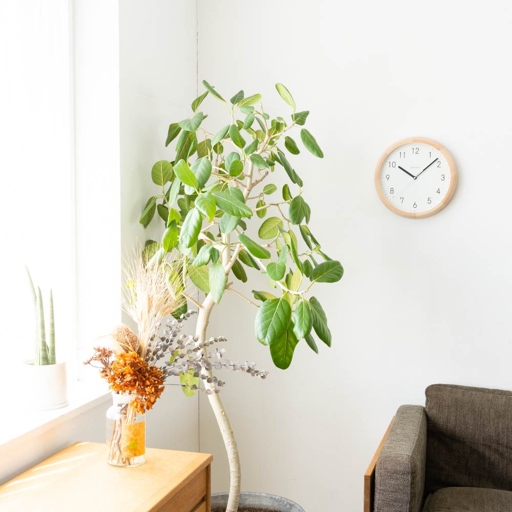 CHAMBRE BRUNCH CLOCK NATURAL MILK CH-056BC 電波時計 シャンブル 壁掛け時計
